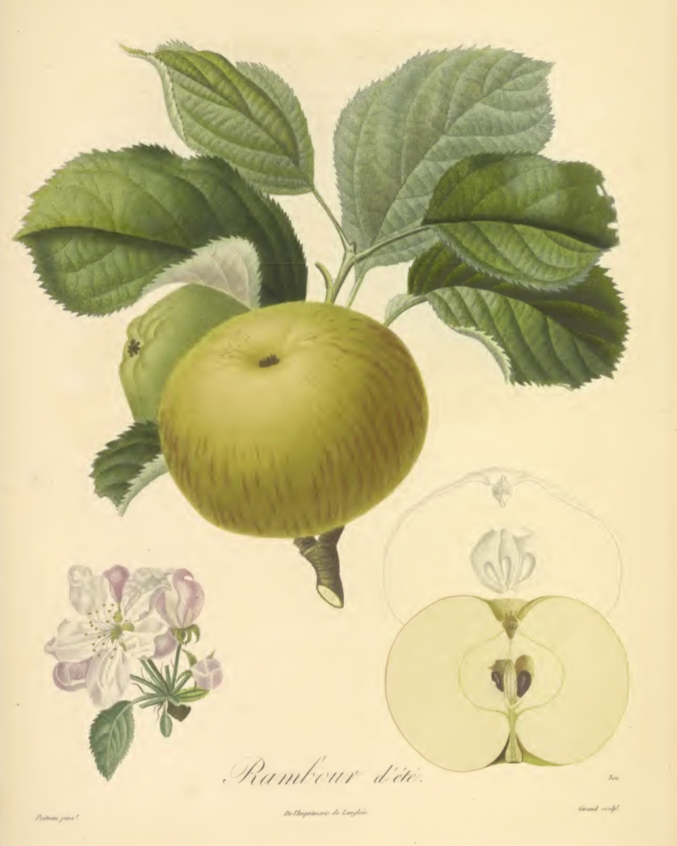 Historische Abbildung eines gelblich-rötlichen und eines aufgeschnittenen Apfels; Biodiversity Heritage Library