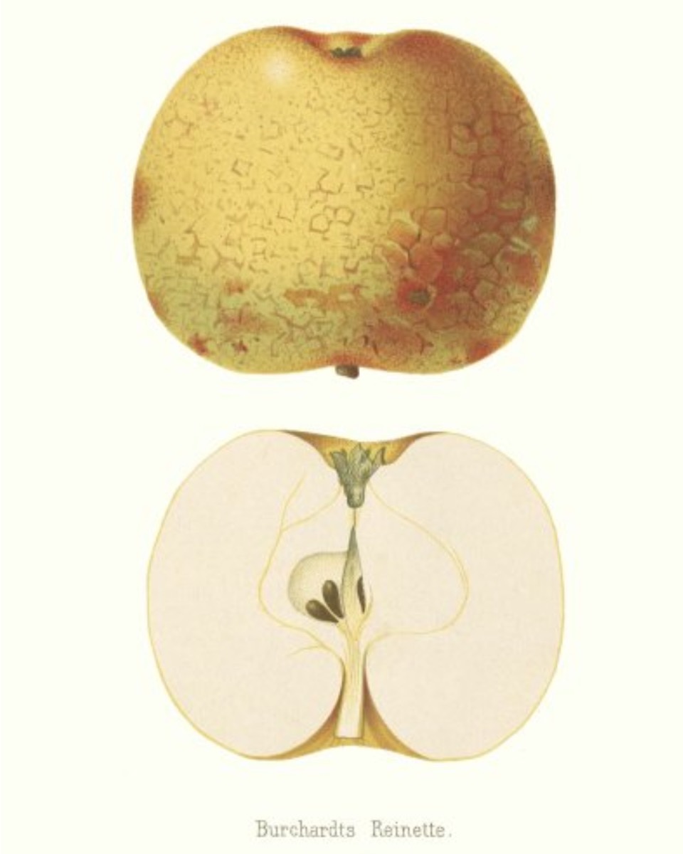 Historische Abbildung eines gelben, mit einer Netzartigen Zeichnung bedeckten und eines aufgeschnittenen Apfels; BUND Lemgo
