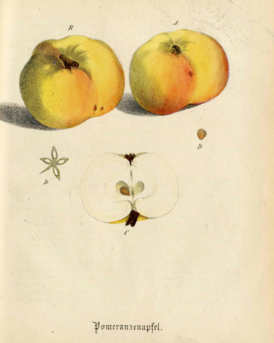 Historische Abbildung zweier gelb-rötlicher und eines aufgeschnittenen Apfels; BUND Lemgo