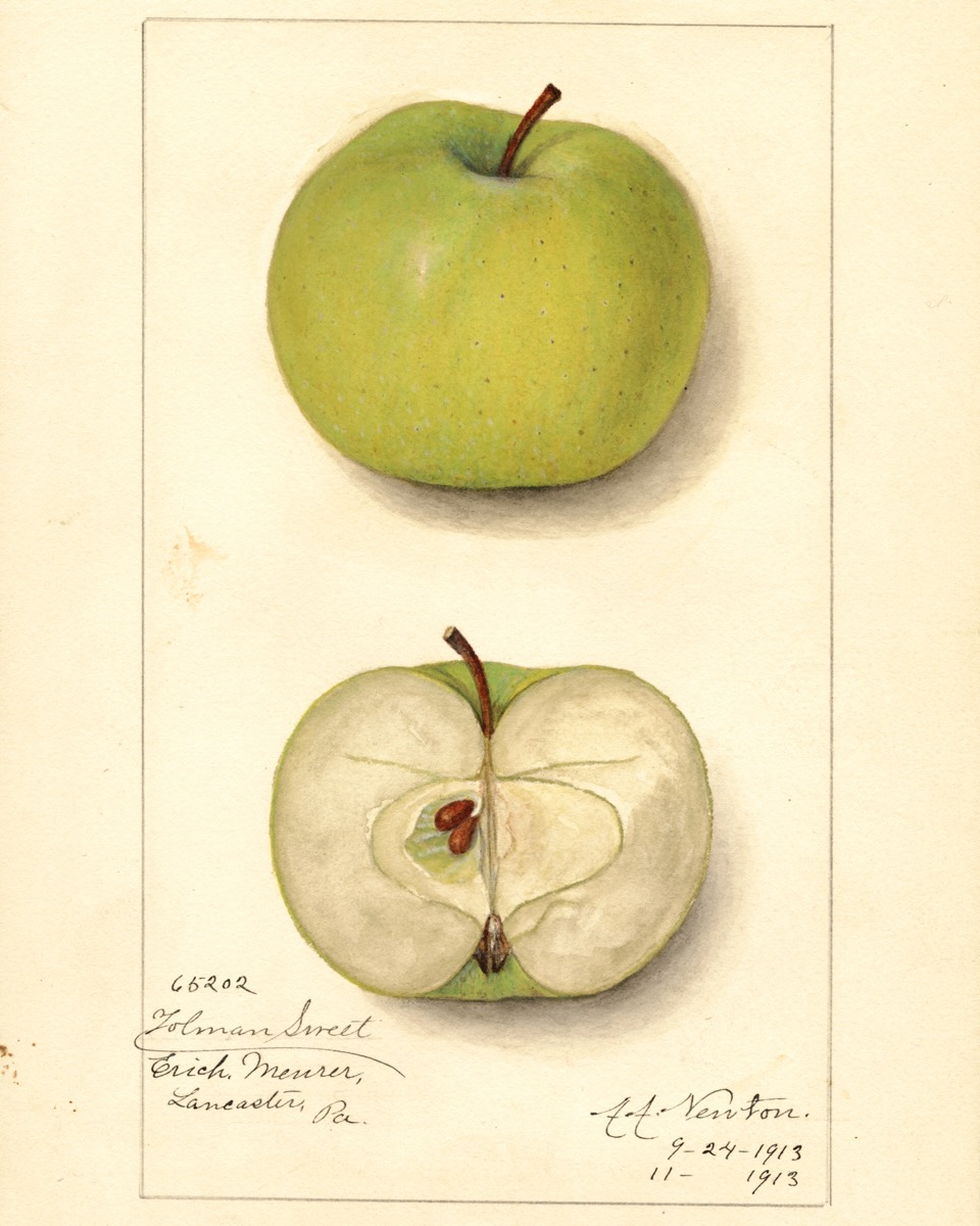 Historische Abbildung eines grünen und eines aufgeschnittenen Apfels; USDA