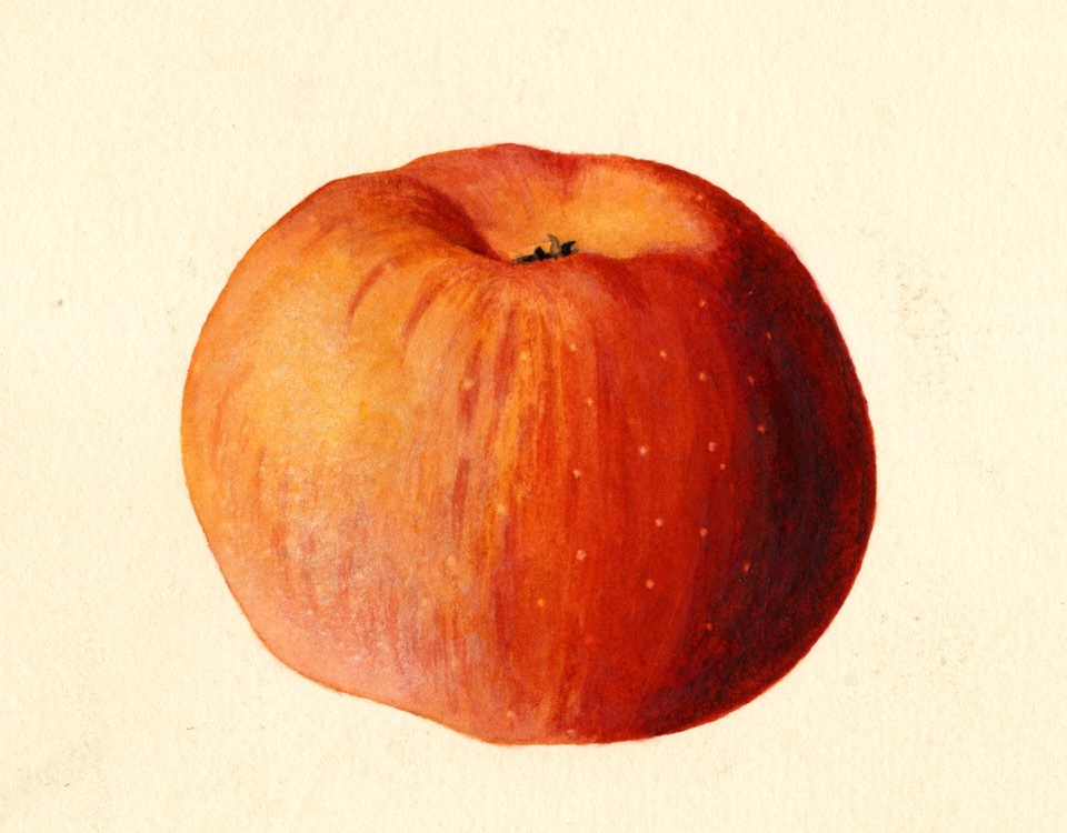Historische Abbildung eines rot-orangen Apfels; USDA