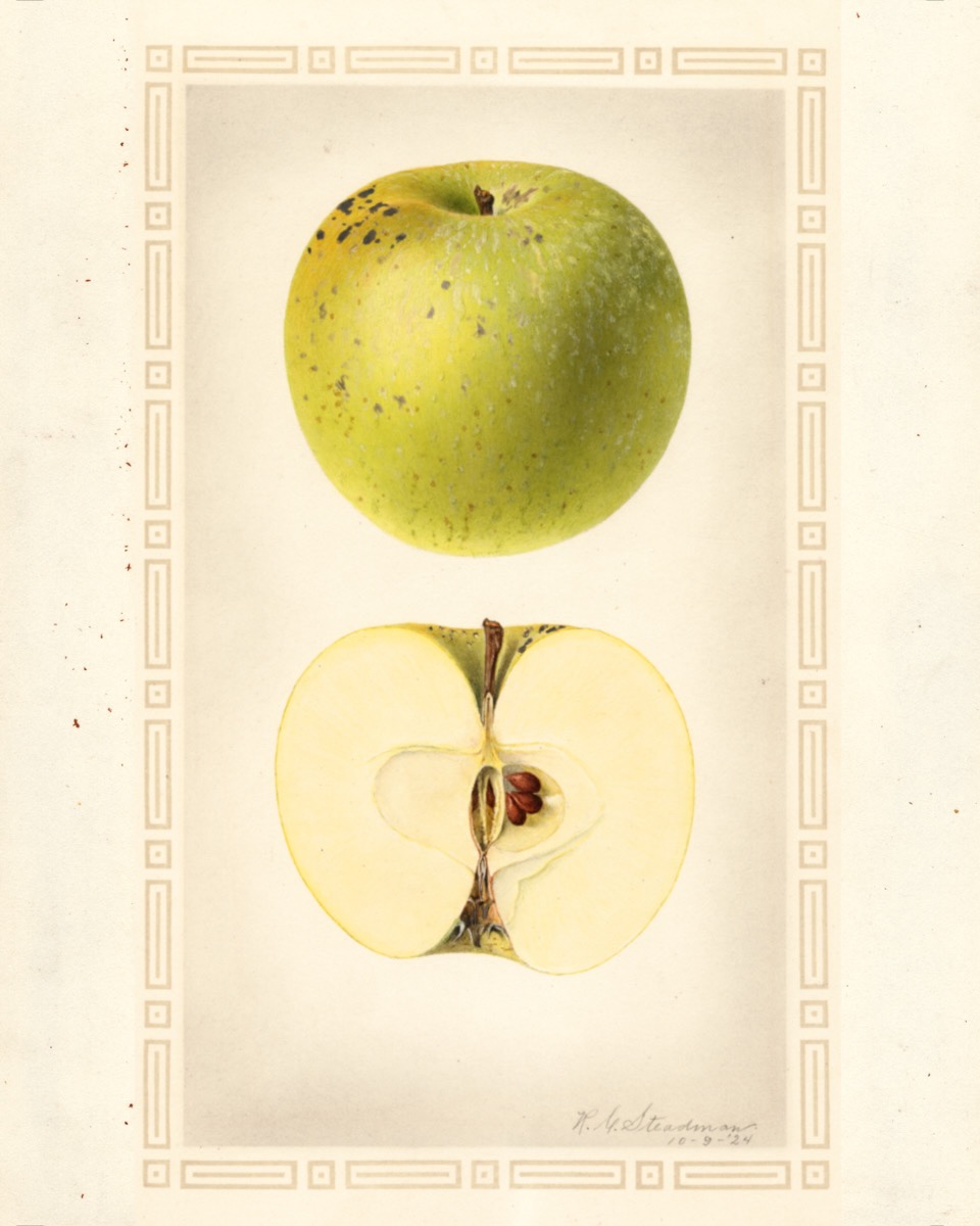 Historische Abbildung eines hellgrünen und eines aufgeschnittenen Apfels; USDA