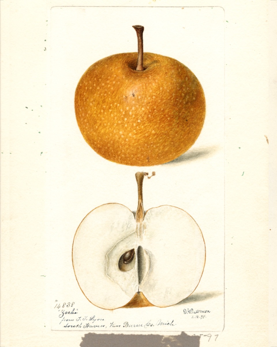 Historische Abbildung eines gelblich-orangen und eines aufgeschnittenen Apfels; USDA