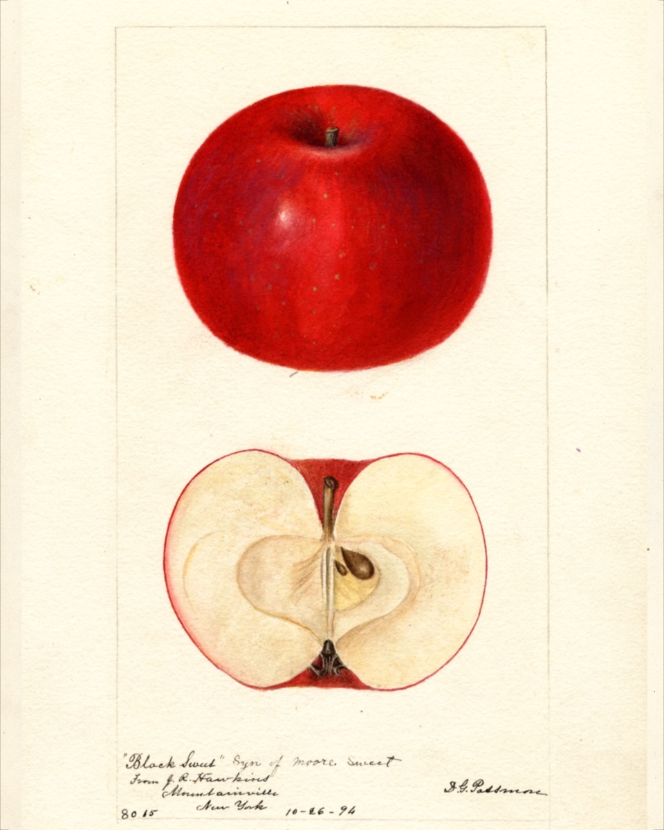 Historische Abbildung eines kräftig-roten und eines aufgeschnittenen Apfels; USDA