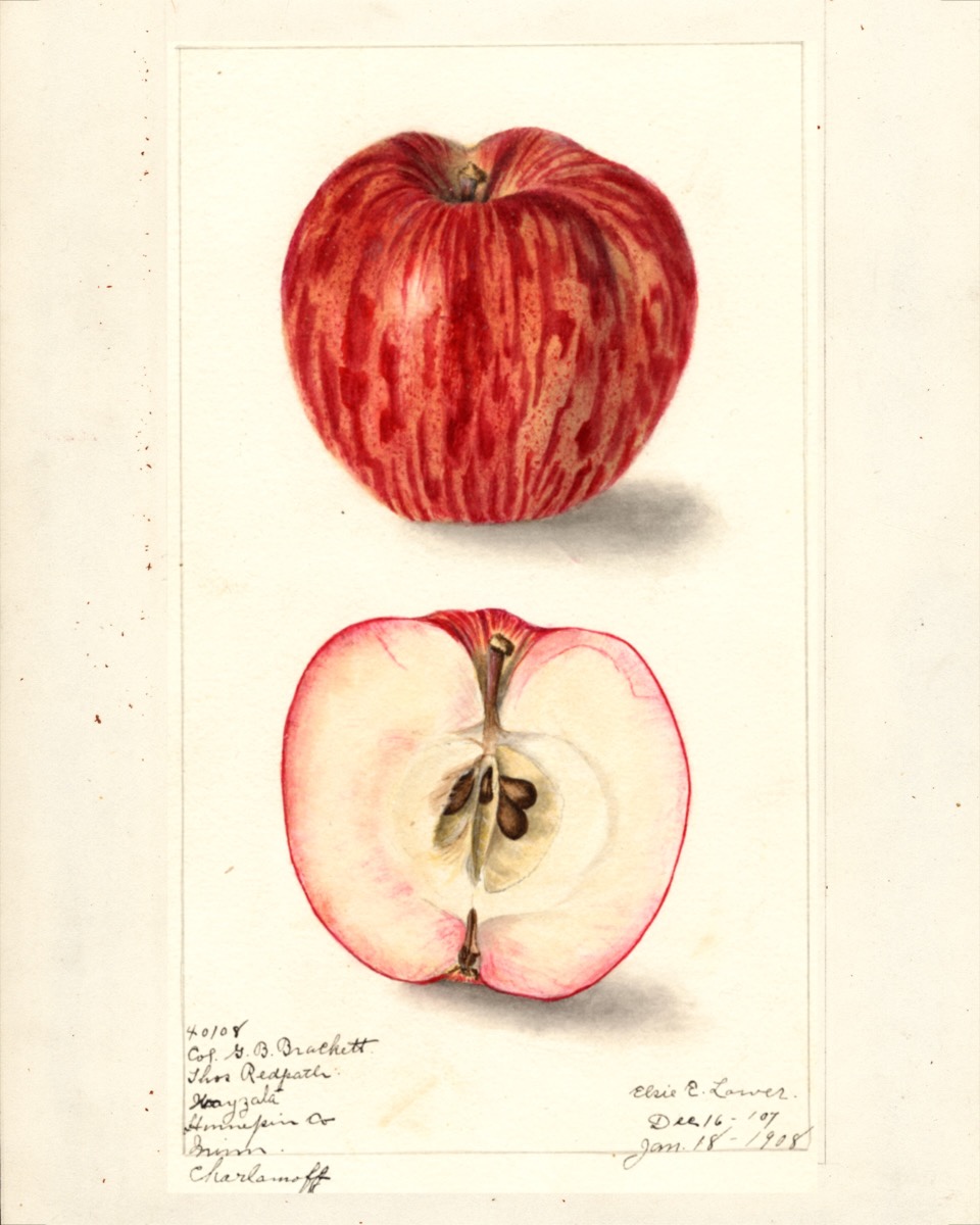 Historische Abbildung eines roten, gestreiften und eines aufgeschnittenen Apfels; USDA