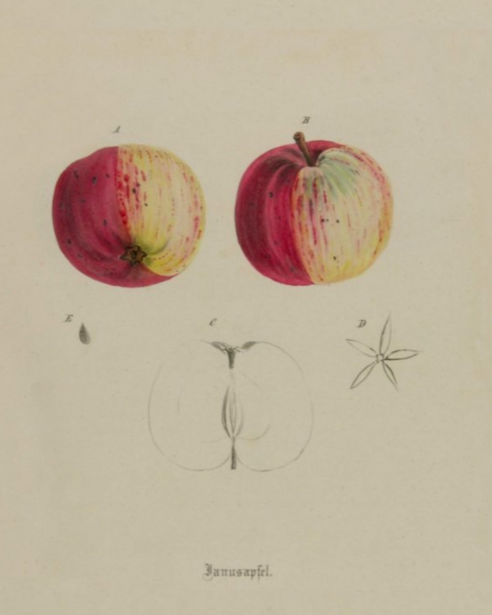 Historische Abbildung zweier Äpfel, die beide eine genau getrennte rote und helle Schale haben; außerdem ein Querschnitt und die Kerne; BUND Lemgo