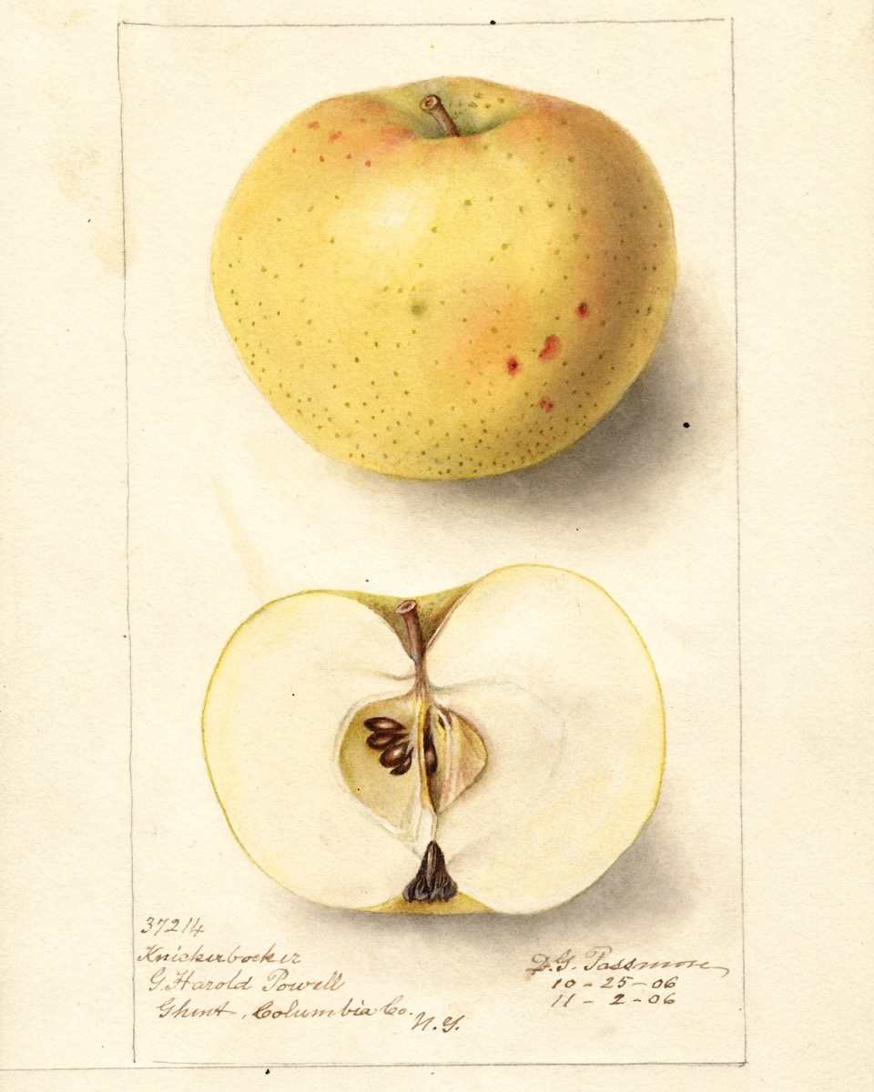 Historische Abbildung eines gelben und eines aufgeschnittenen Apfels; USDA