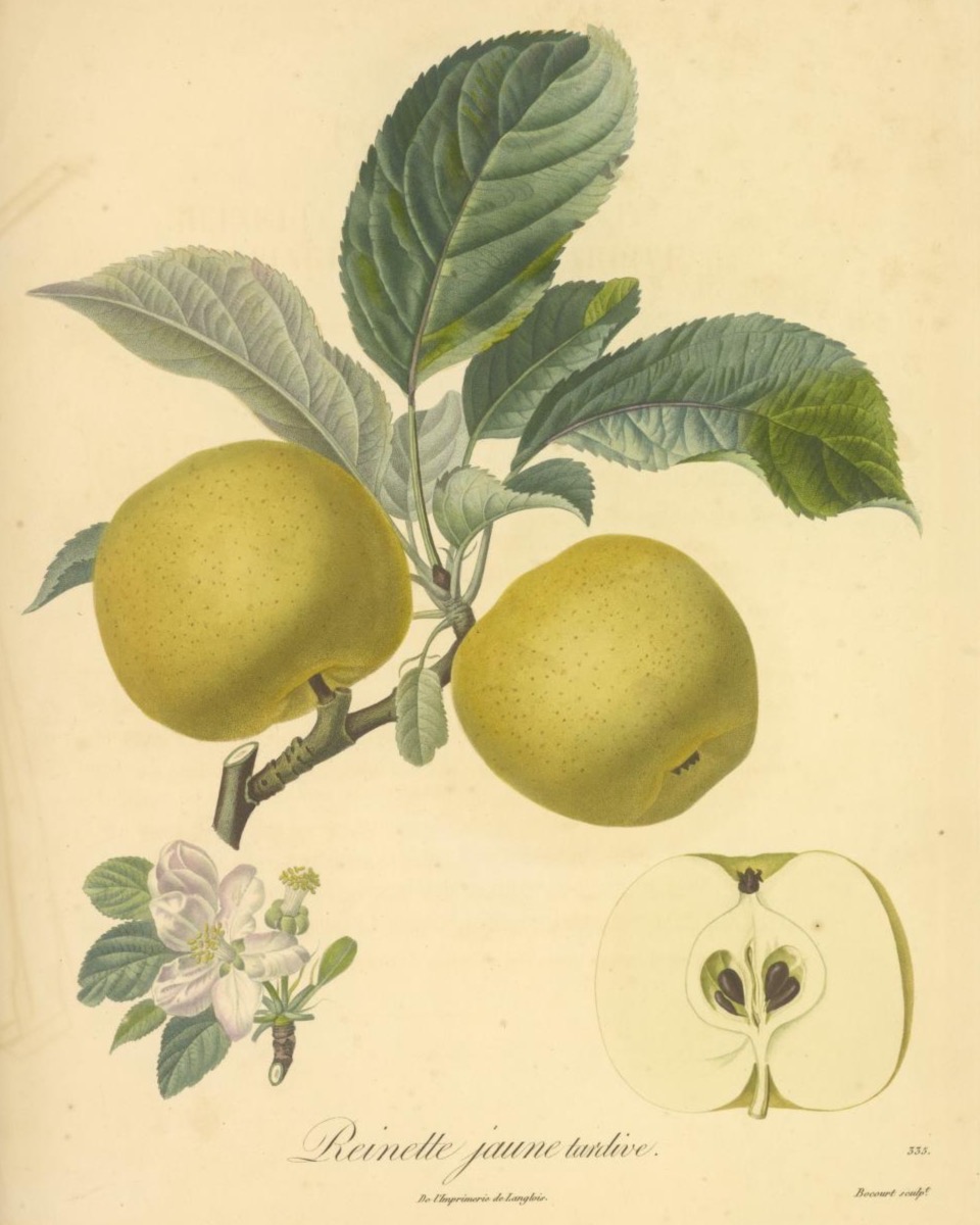 Historische Abbildung zweier gelbgrüner Äpfel am Zweig mit Blättern, eine Blüte und eines aufgeschnittenen Apfels; Biodiversity Heritage Library