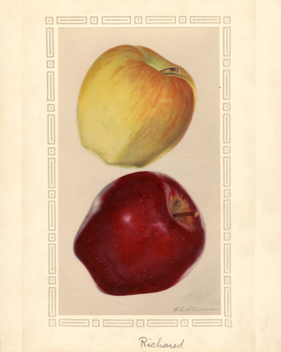 Historische Abbildung eines gelblich-rötlichen und eines dunkelroten Apfels; USDA