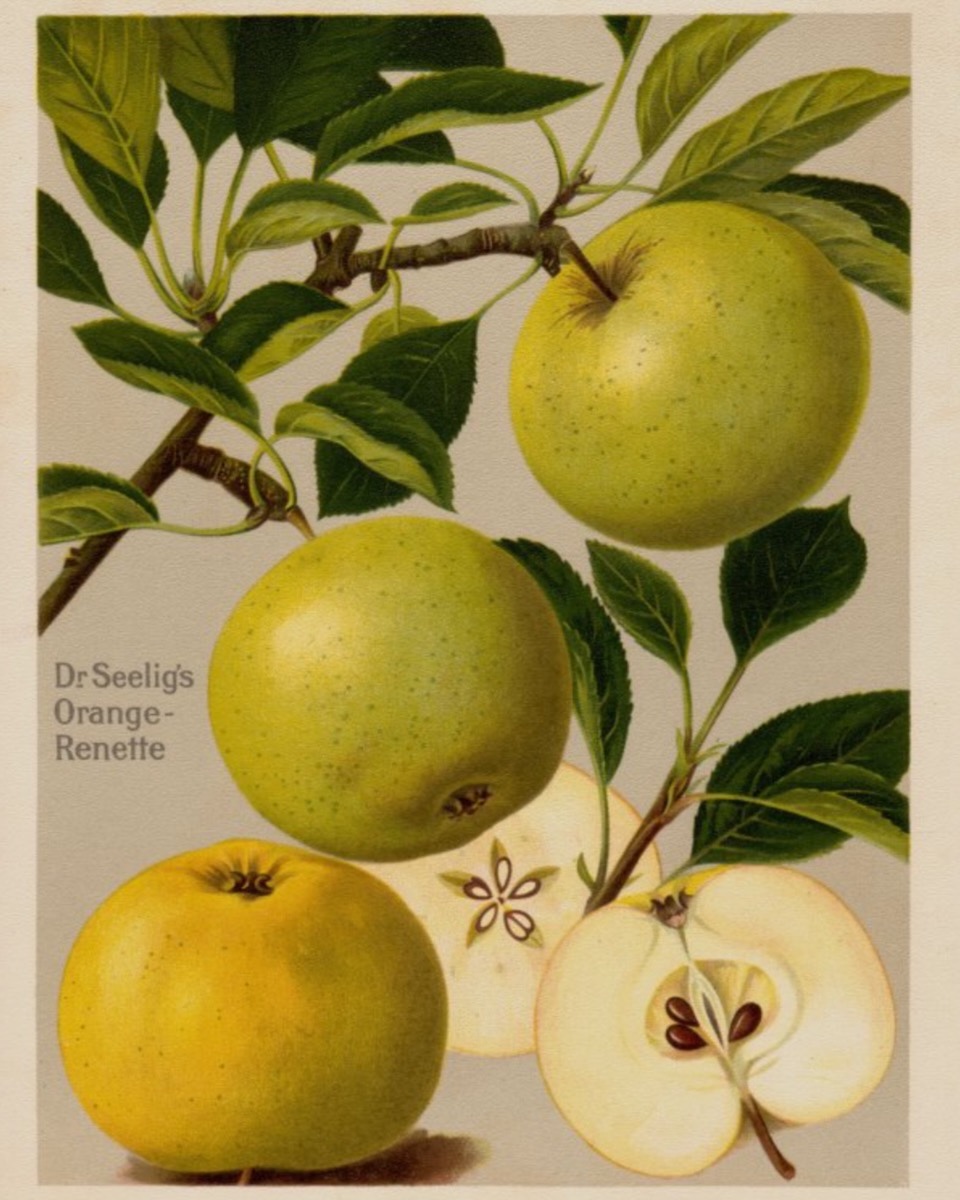 Historische Abbildung grüü-gelblicher Äpfel mit Ast und Laub, und eines aufgeschnittenen Apfels; BUND Lemgo