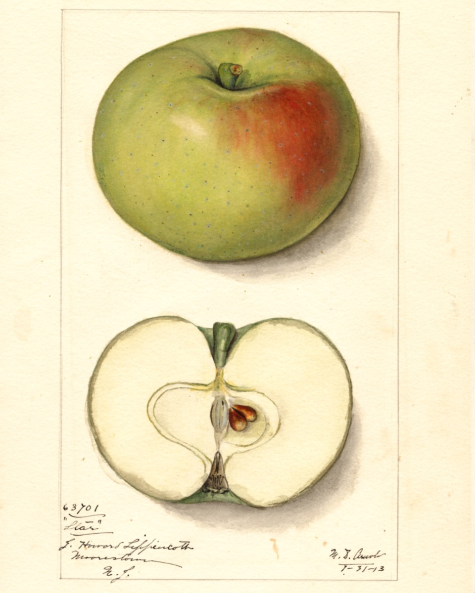 Historische Abbildung eines grünen APfels mit einem kleinen roten Fleck und eines aufgeschnittenen Apfels; USDA
