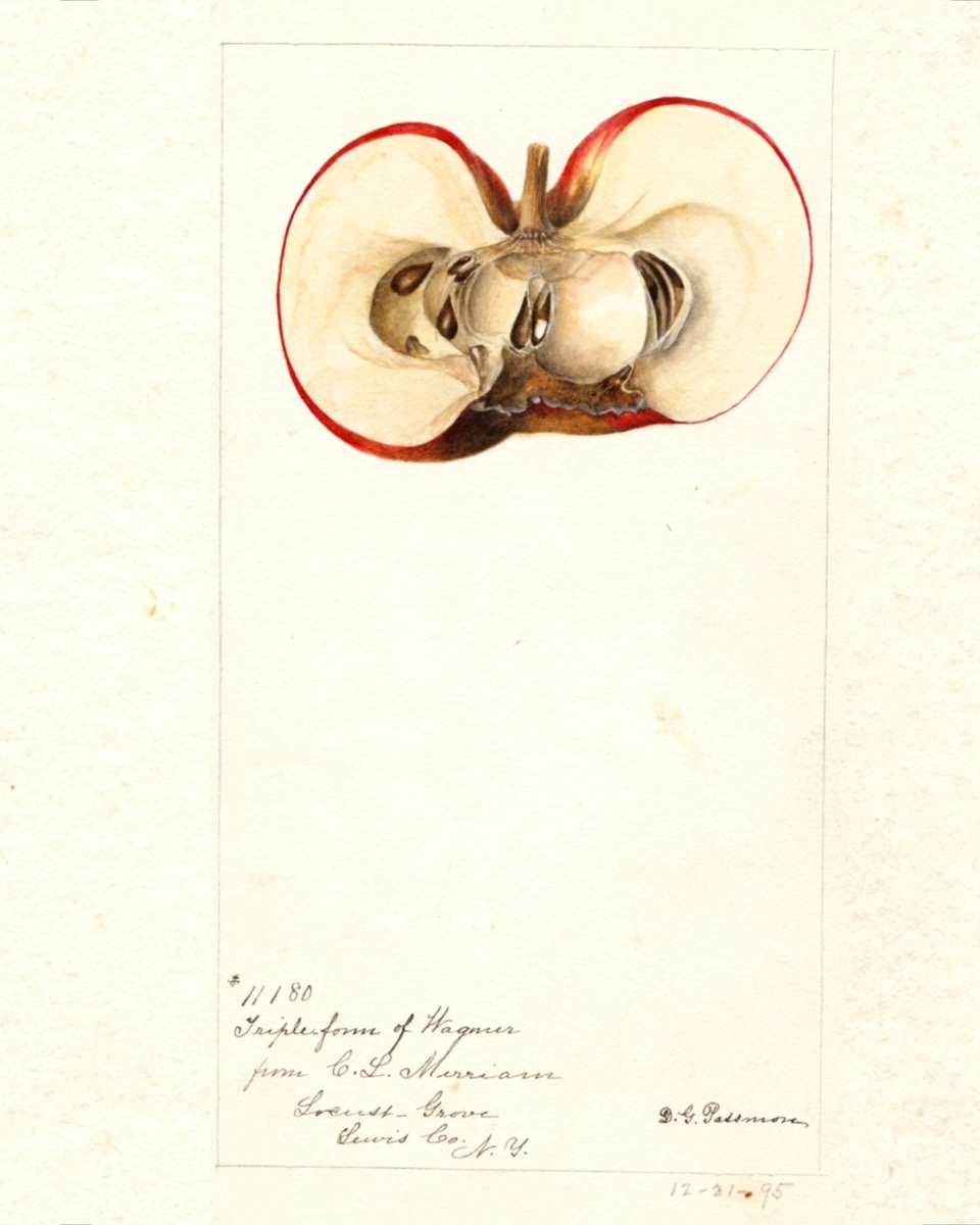 Historische Abbildung einesbesonders gewachsenen, aufgeschnittenen Apfels; USDA