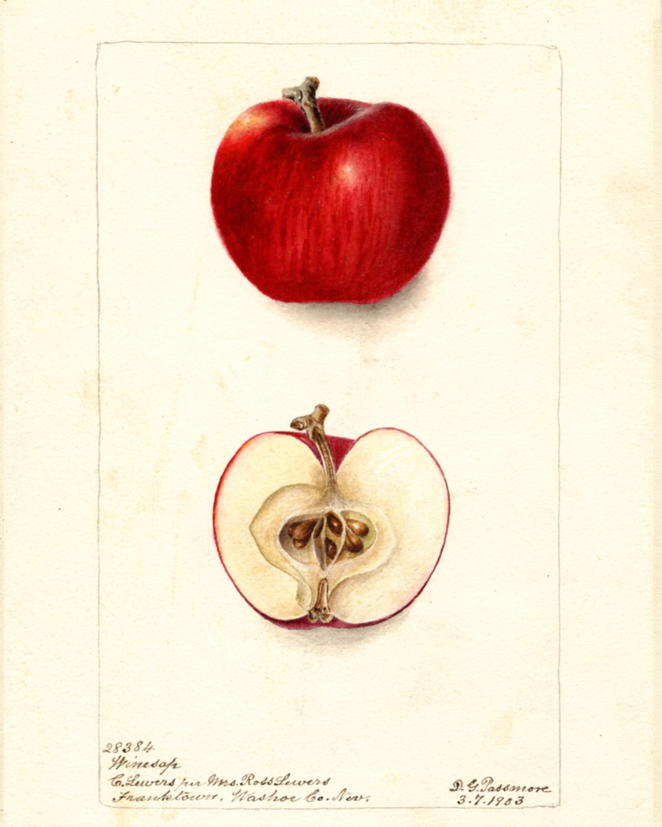 Historische Abbildung eines kräftig roten und eines aufgeschnittenen Apfels; USDA