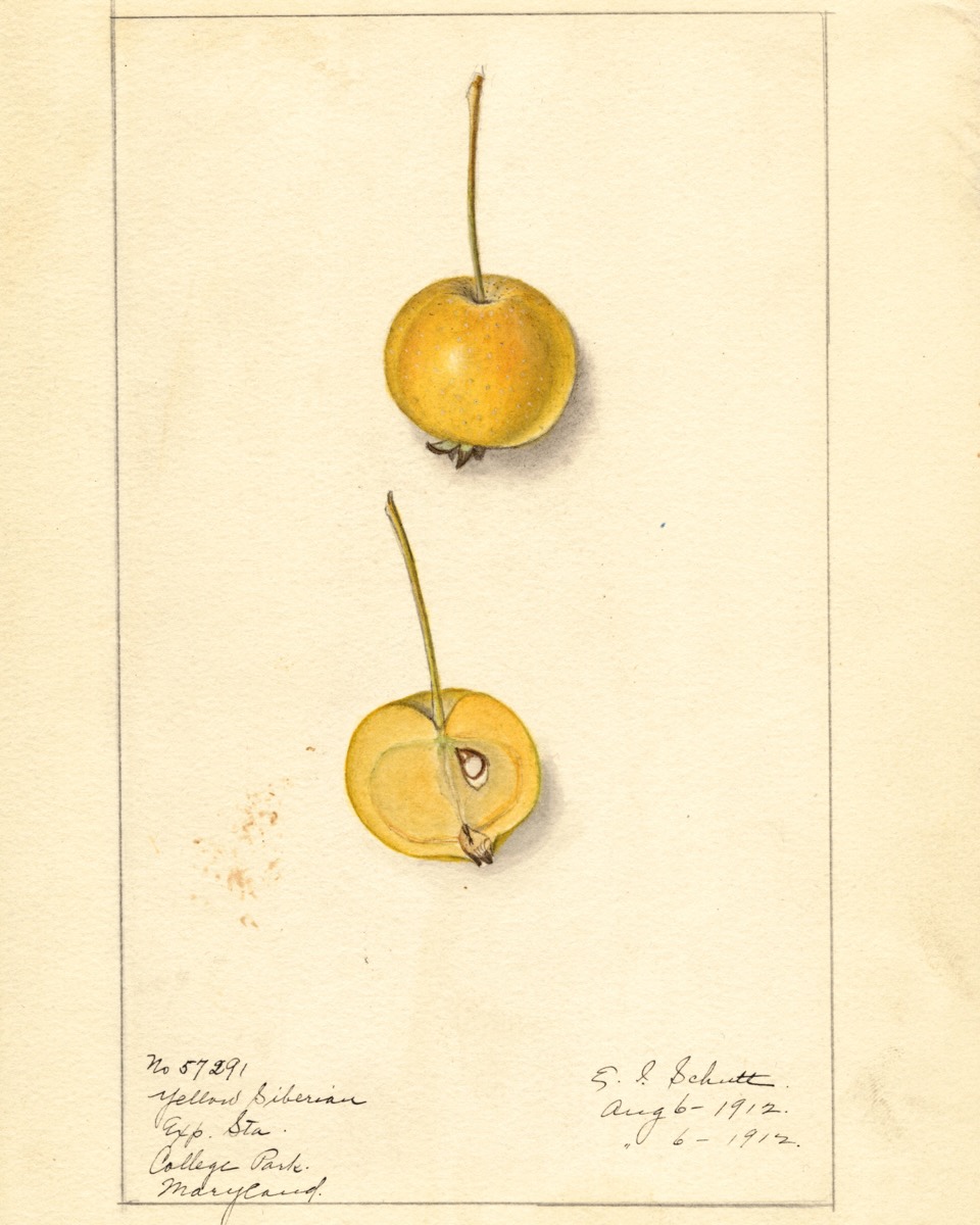 Historische Abbildung eines kleinen gelben Apfels mit sehr langem Stiel und eines aufgeschnittenen Apfels; USDA