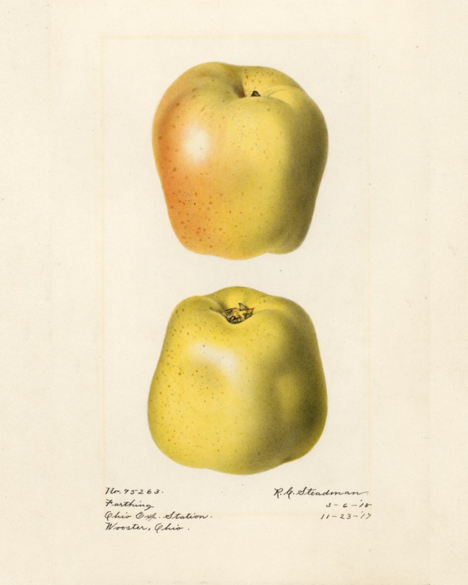 Historische Abbildung zweier gelblich-rötlicher Äpfel; USDA