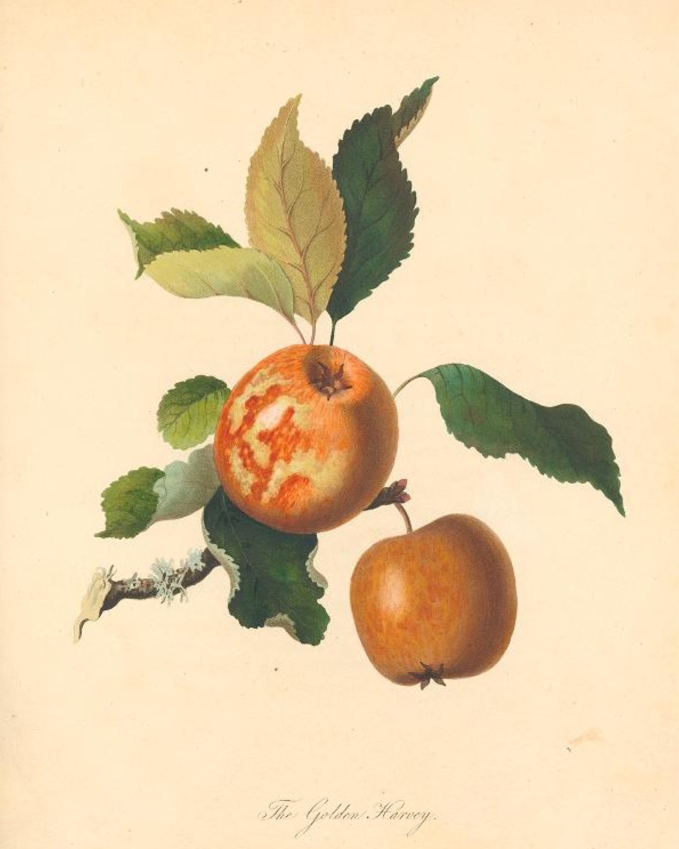 Historische Abbildung von zwi gelblich-roten Äpfel, einer mit deutlicher Zeichnung; dazu ein Zweig mit Blättern; Biodiversity Heritage Library