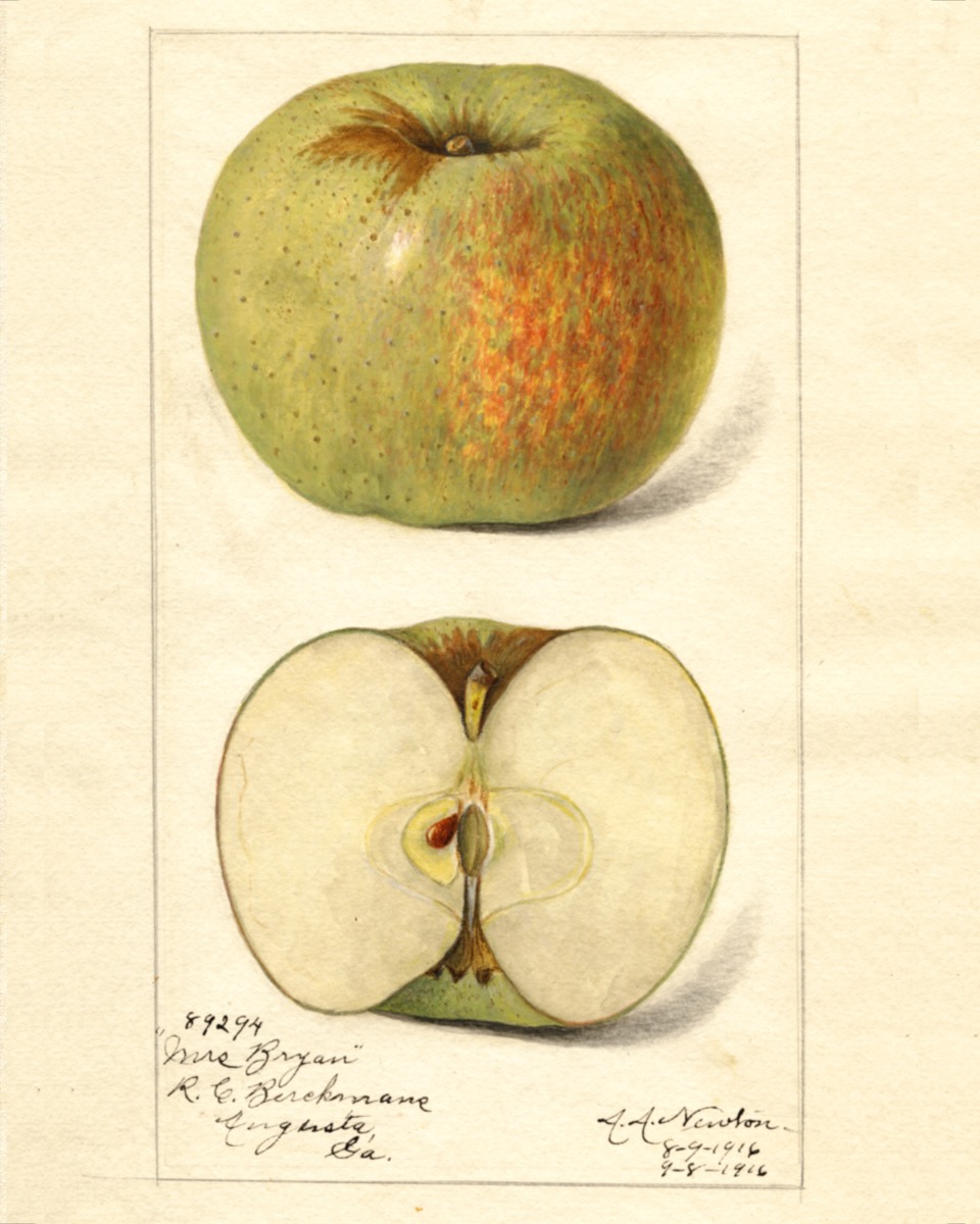 Historische Abbildung eines grünen Apfels mit gelb-rötlicher Zeichnung und eines aufgeschnittenen Apfels; USDA