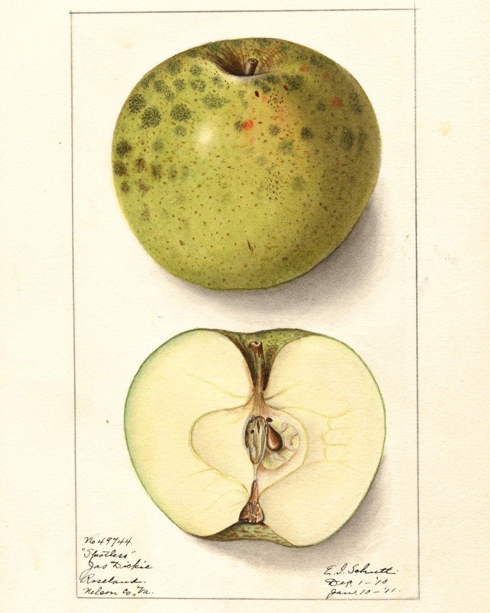 Historische Abbildung einesgrünen Apfels mit kleinen Zupf-Flecken und eines aufgeschnittenen Apfels; USDA