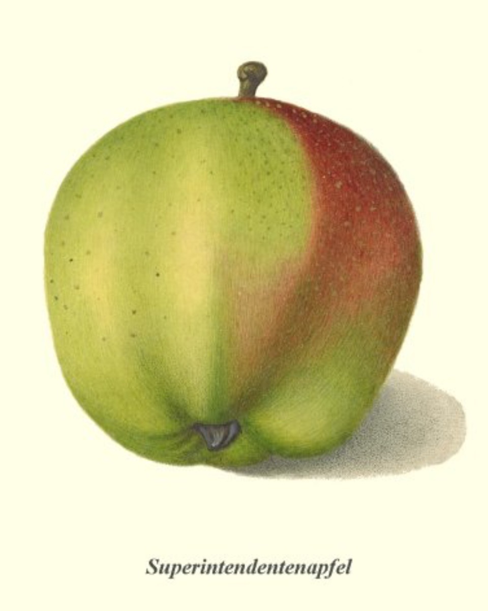 Historische Abbildung eines grün-rötlichen Apfels; BUND Lemgo