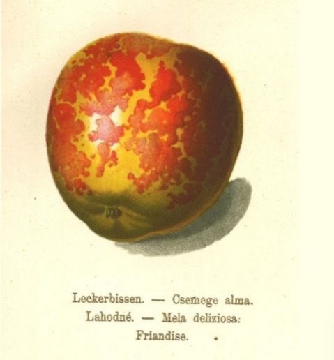 Historische Abbildung eines gelblich-roten Apfels; Bund Lemgo