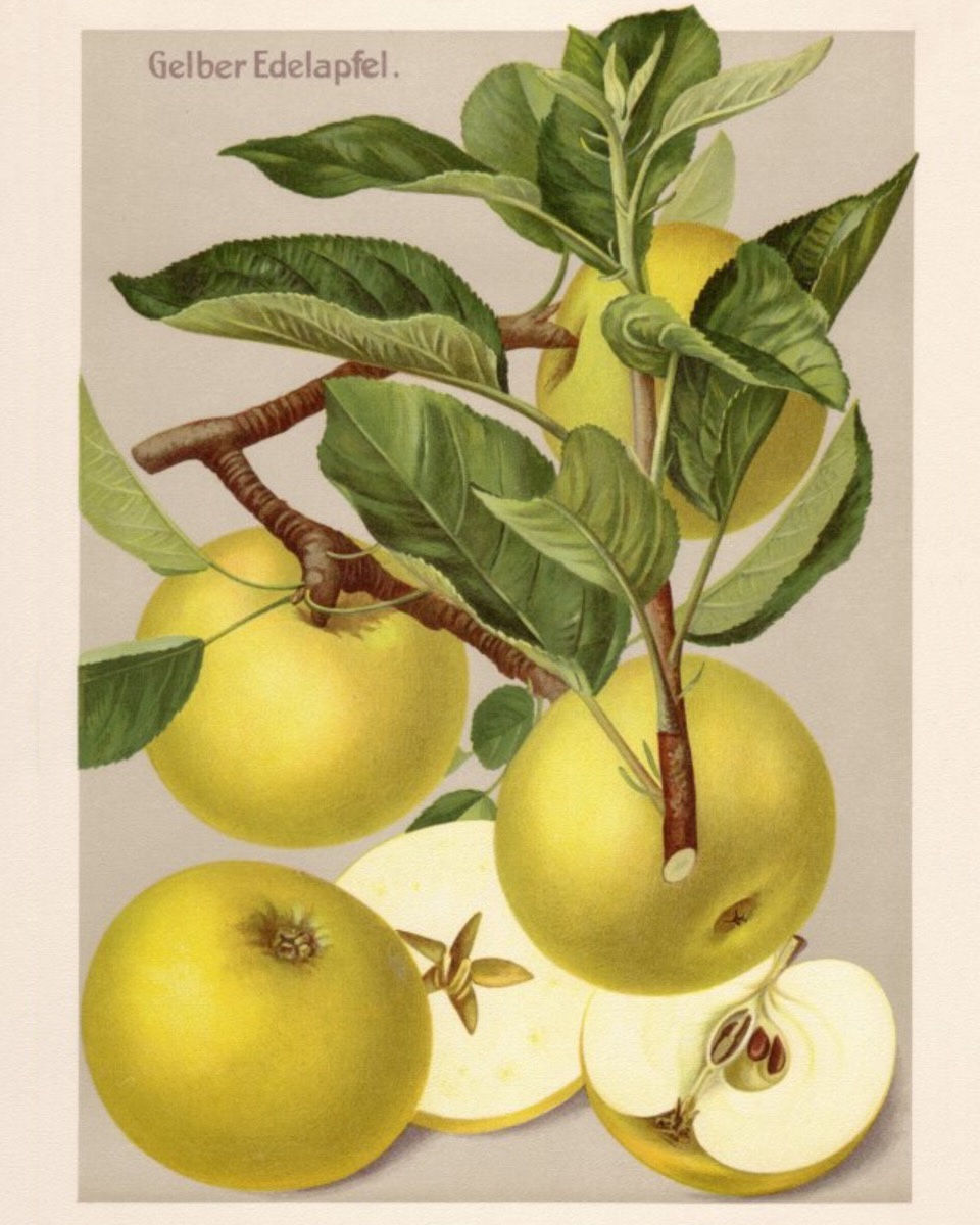 Historische Abbildung von gelblichen Äpfeln mit Ast und halbierten Äpfeln; BUND Lemgo