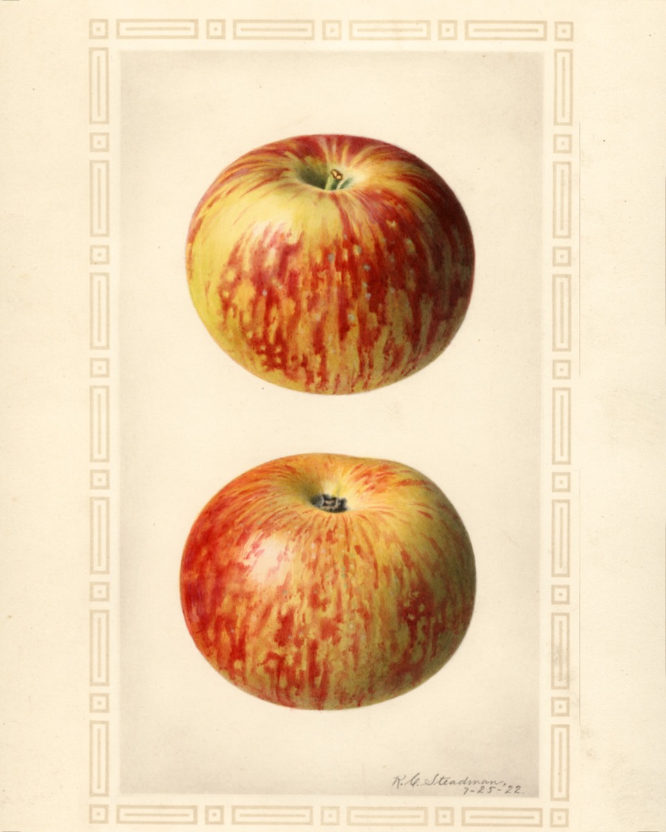 Historische Abbildung von zwei rot gestreiften Äpfeln USDA