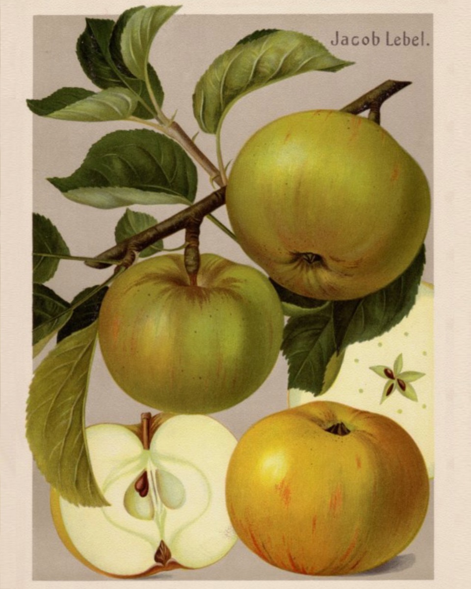 Historische Abbildung von drei gelblich-grünen Äpfeln am Ast mit Blättern und eines aufgeschnittenen Apfels; BUND Lemgo