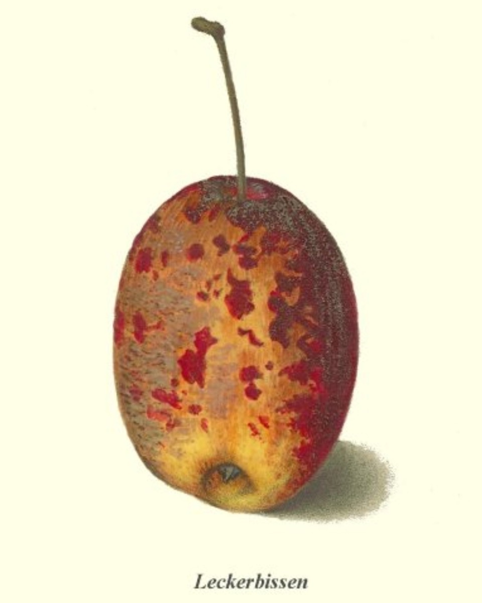 Historische Abbildung eines länglichen gelblich-roten Apfels mit langem Stiel; Bund Lemgo