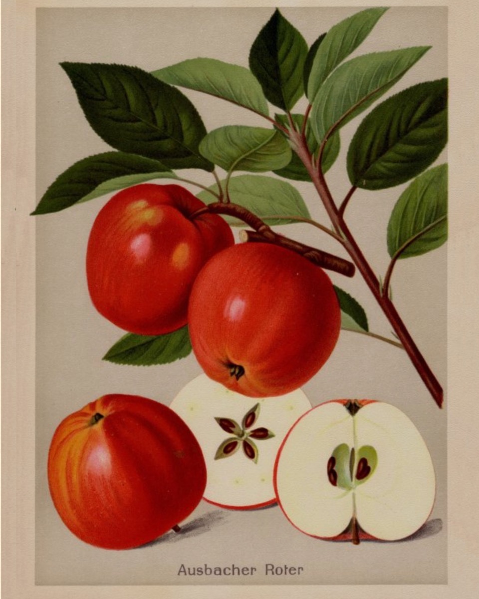 Historische Abbildung mehrerer roter und eines aufgeschnittenen Apfels, daneben ein Zweig; BUND Lemgo