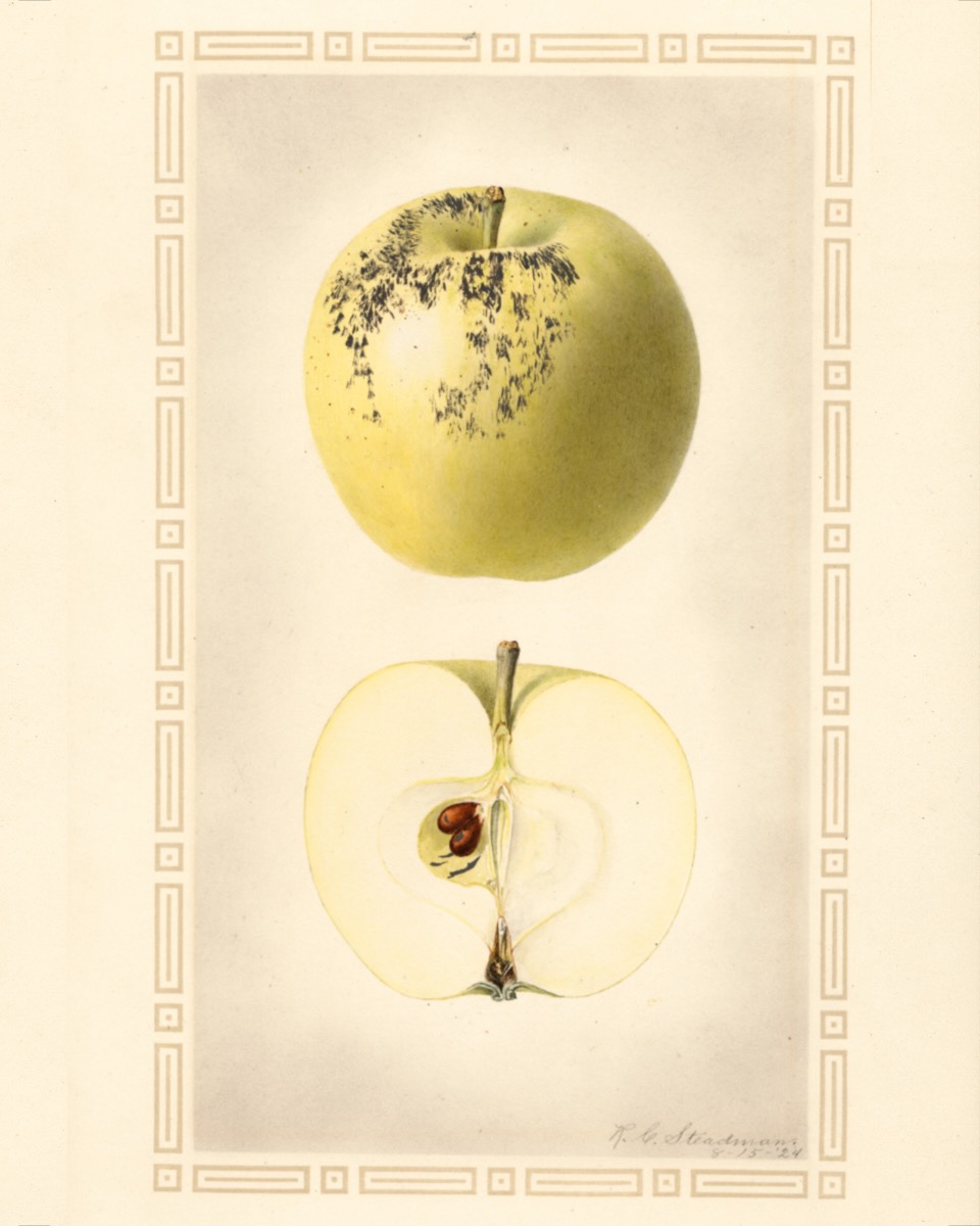 Historische Abbildung eines gelb-grünlichen Apfels mit etwas dunklem Schorf oder Rost und eines aufgeschnittenen Apfels; USDA
