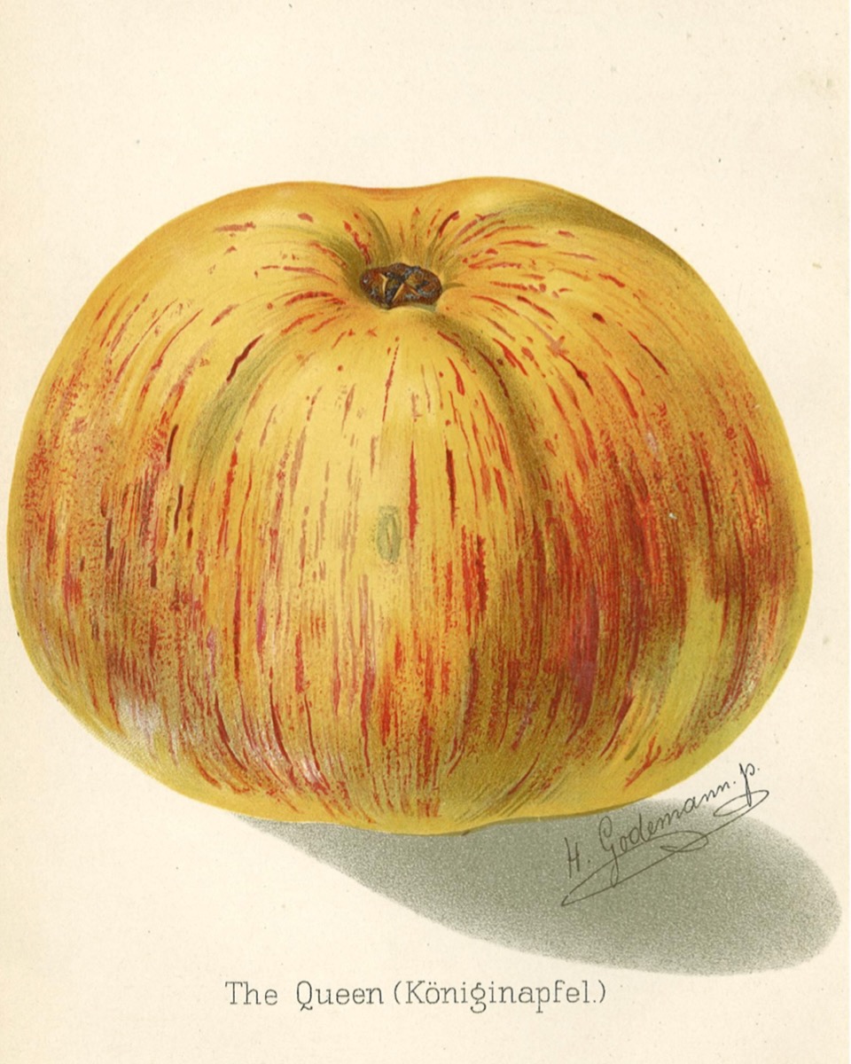 Historische Abbildung eines gelblichen Apfels mit roten Streifen; Gartenbau-Bibliothek e.V.