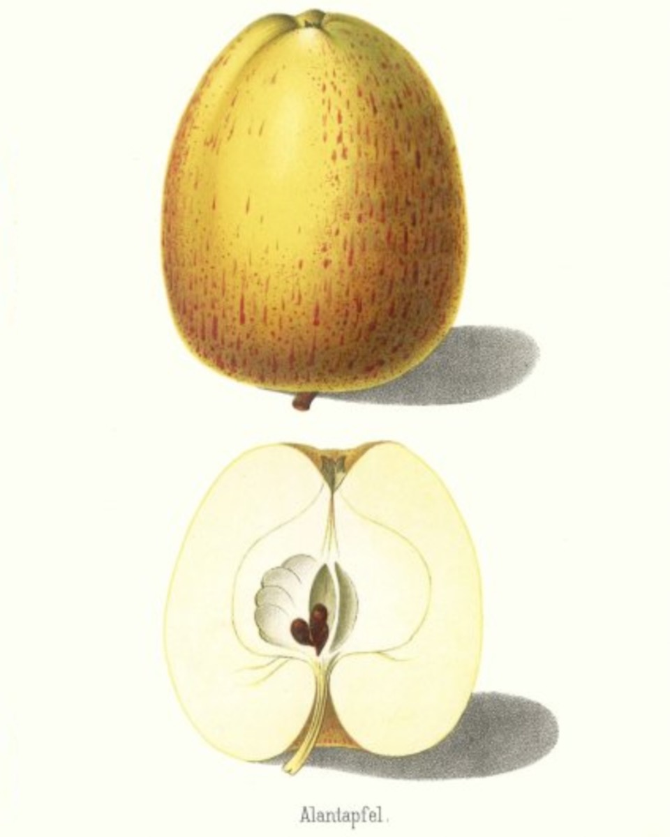 Historische Abbildung eines gelb-rötlichen und eines aufgeschnittenen Apfels; BUND Lemgo