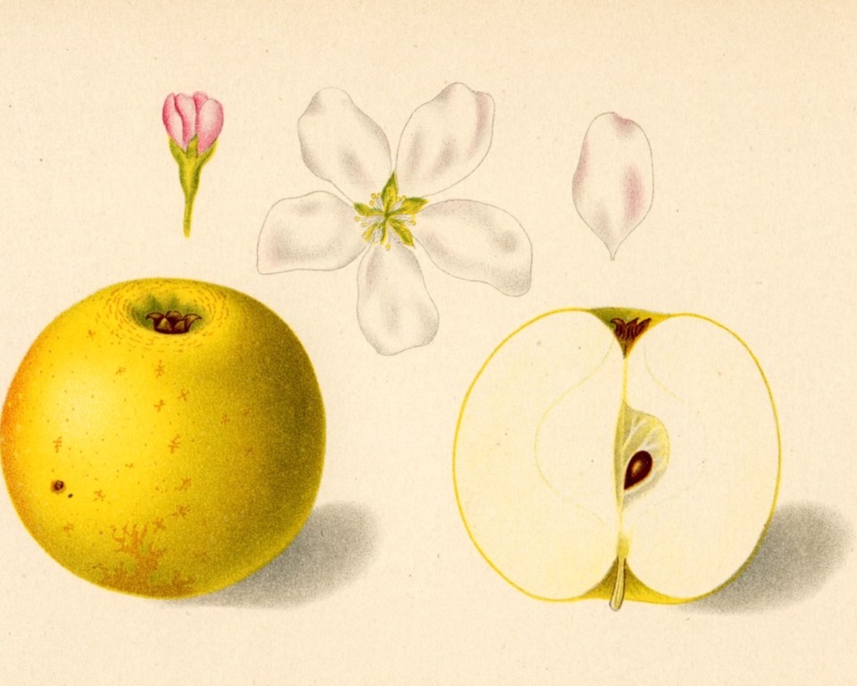 Historische Abbildung eines gelben und eines aufgeschnittenen Apfels sowie die Blüte; BUND Lemgo