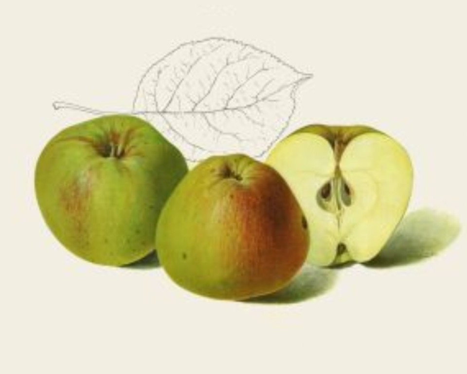 Historische Abbildung von zwei grün-rötlichen und einem aufgeschnittenen Apfels sowie die Skizze eines Blattes; BUND Lemgo