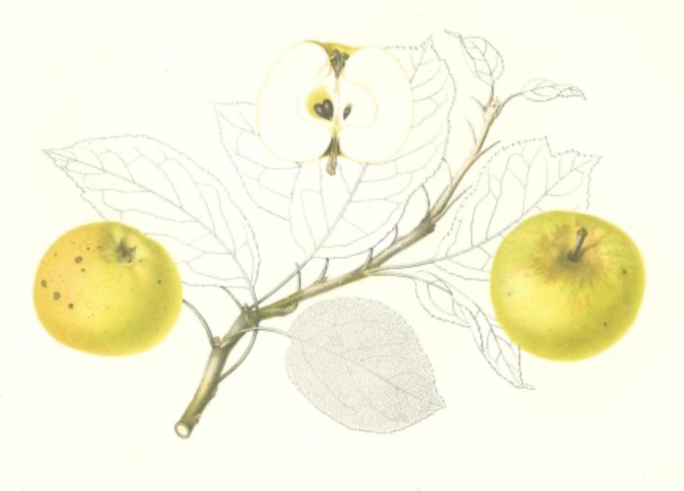 Historische Abbildung eines Zweiges mit zwei gelb-grünlichen Äpfeln und eines aufgeschnittenen Apfels; BUND Lemgo