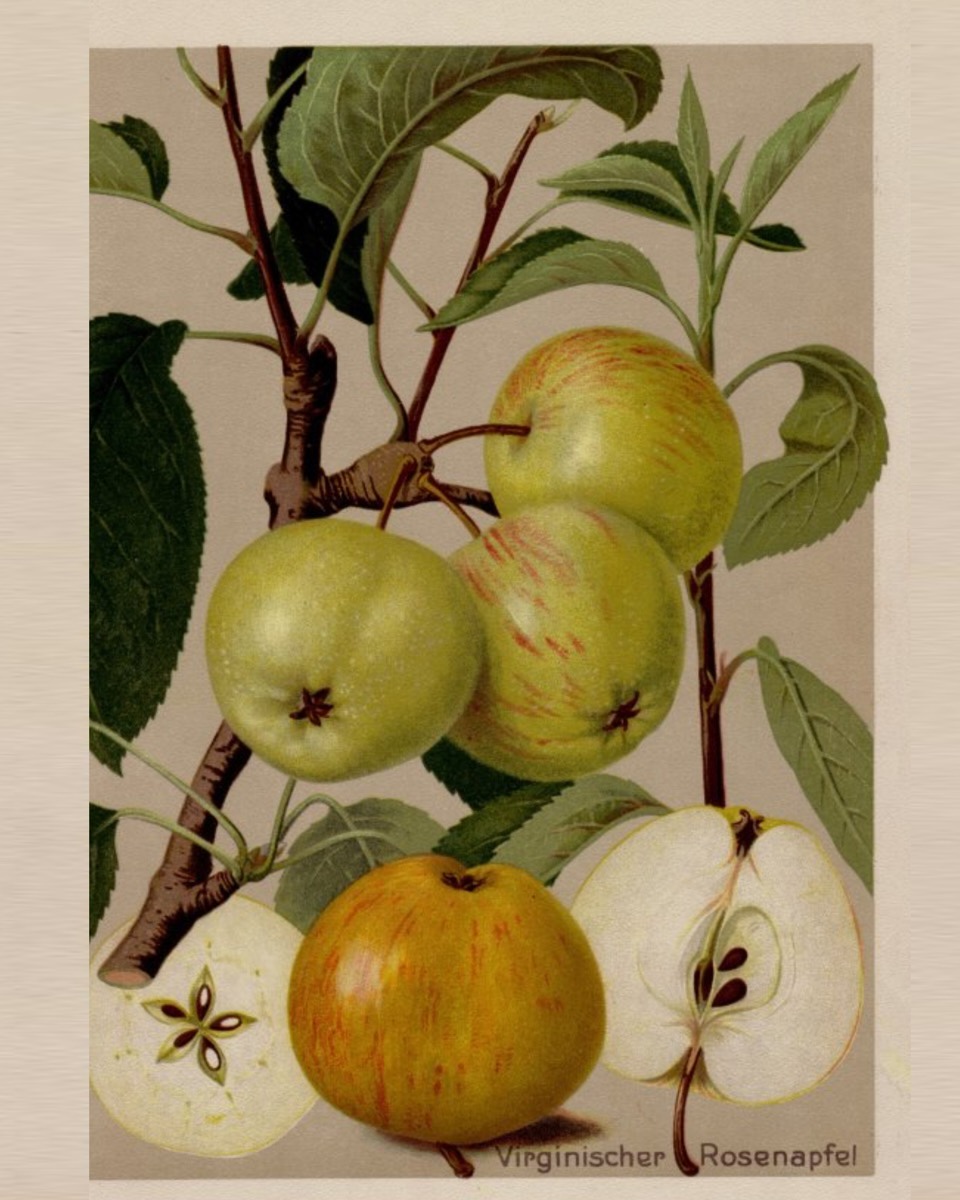 Historische Abbildung von drei grünlichen, einem orange-rötlichen und zweier aufgeschnittener Äpfel; BUND Lemgo