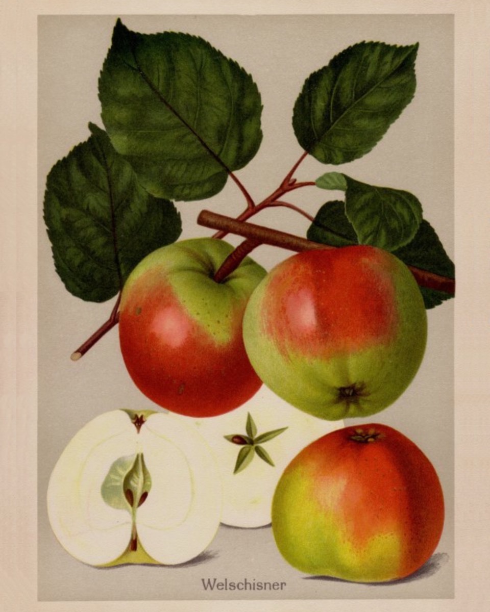 Historische Abbildung eines Zweigs mit grün-roten und aufgeschnittenen Äpfeln; BUND Lemgo