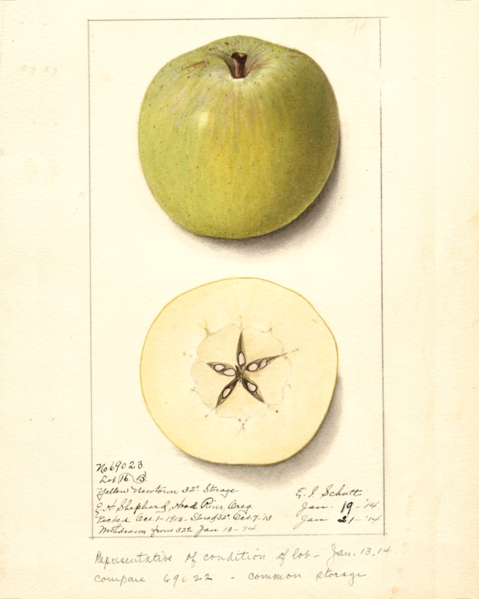 Historische Abbildung eines gelblich-grünen und eines aufgeschnittenen Apfels sowie im unteren Bereich handschriftliche Notizen; USDA