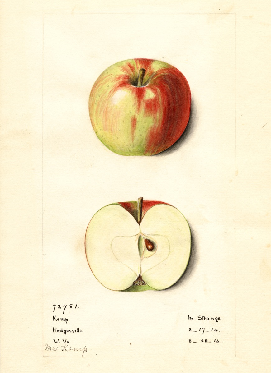 Historische Abbildung eines grün-rötlichen und eines aufgeschnittenen Apfels; USDA