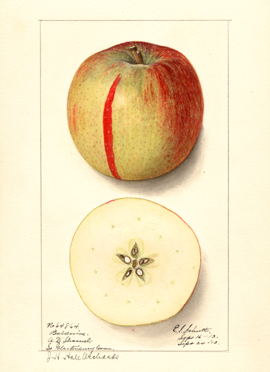 Historische Abbildung eines gelblich-roten und eines aufgeschnittenen Apfels; USDA