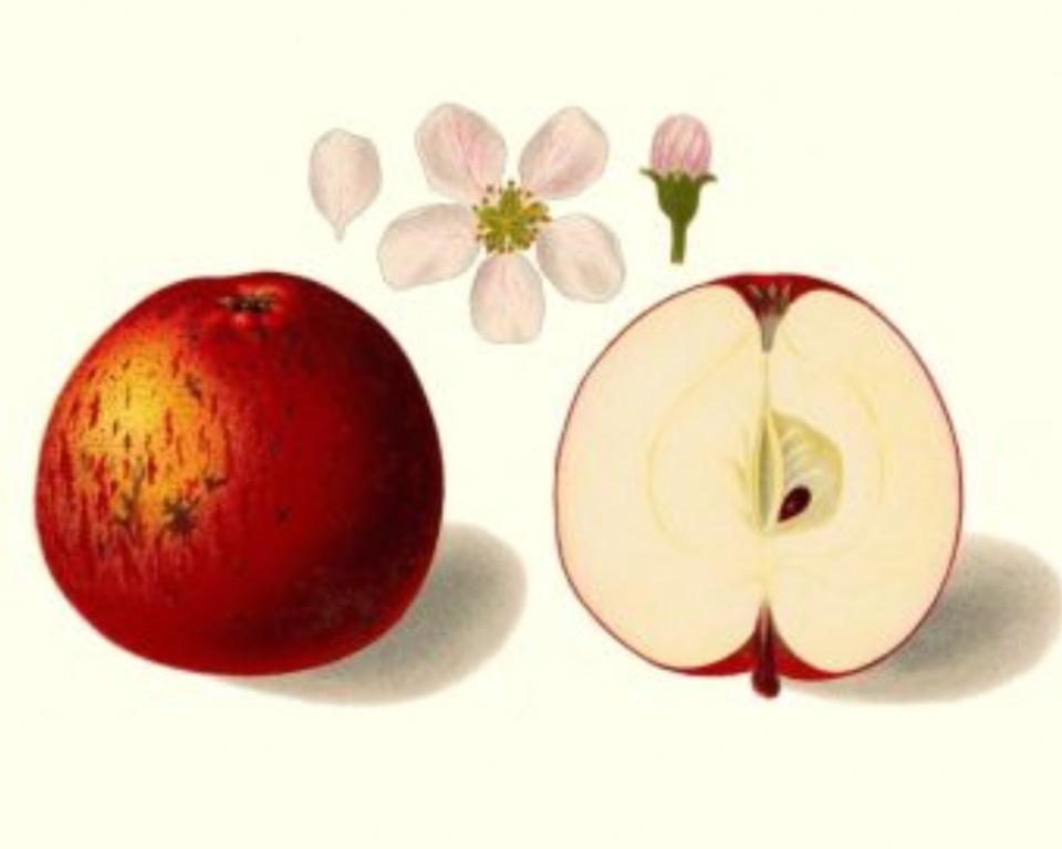 Historische Abbildung einesroten und eines aufgeschnittenen Apfels sowie der Blüte; BUND Lemgo
