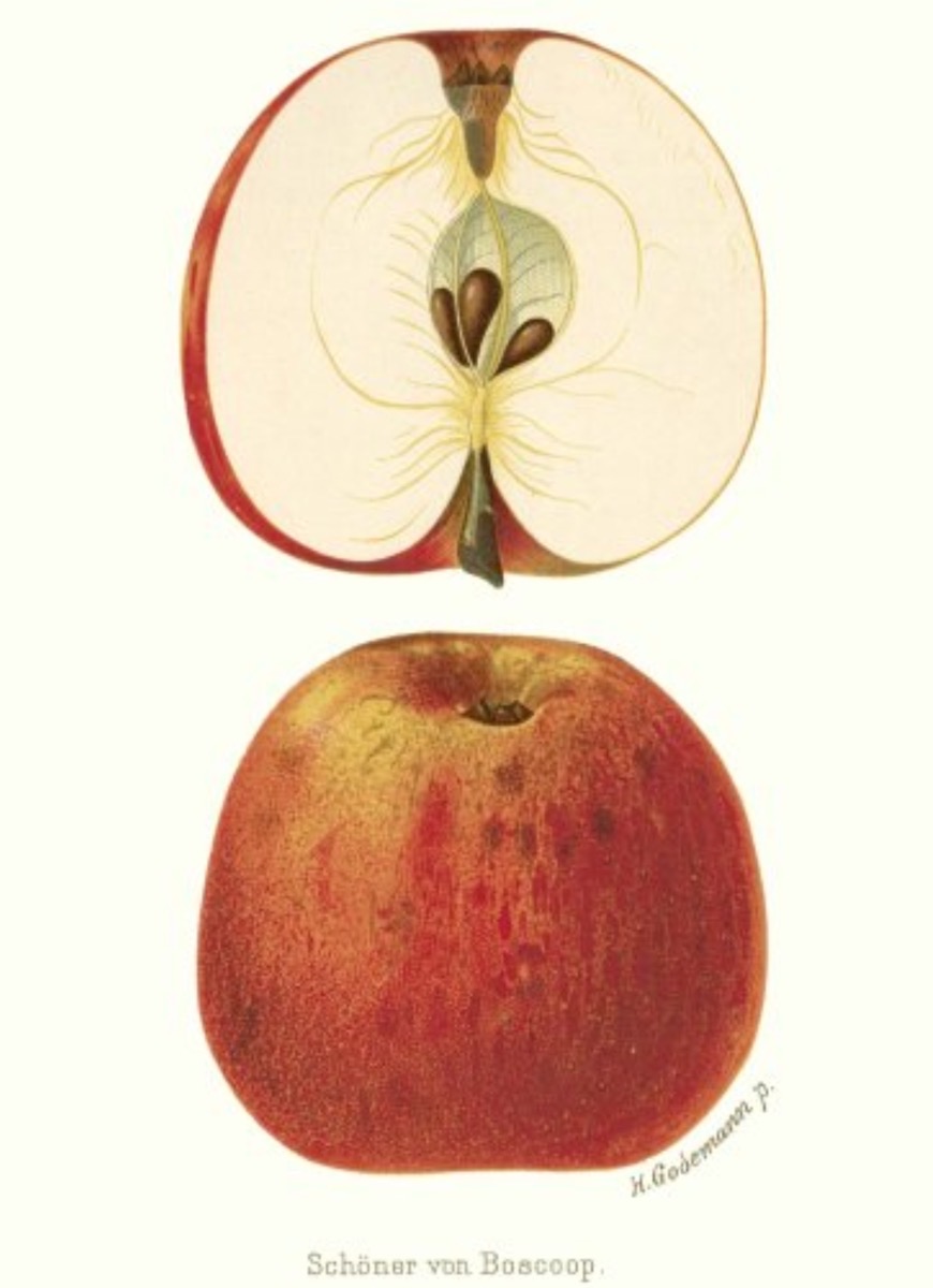 Historische Abbildung eines roten und eines aufgeschnittenen Apfels; BUND Lemgo
