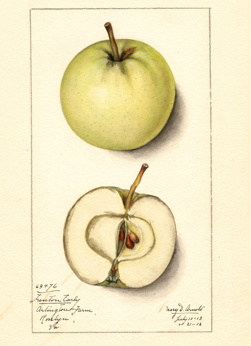 Historische Abbildung eines gelblich-grünen und eines aufgeschnittenen Apfels; USDA