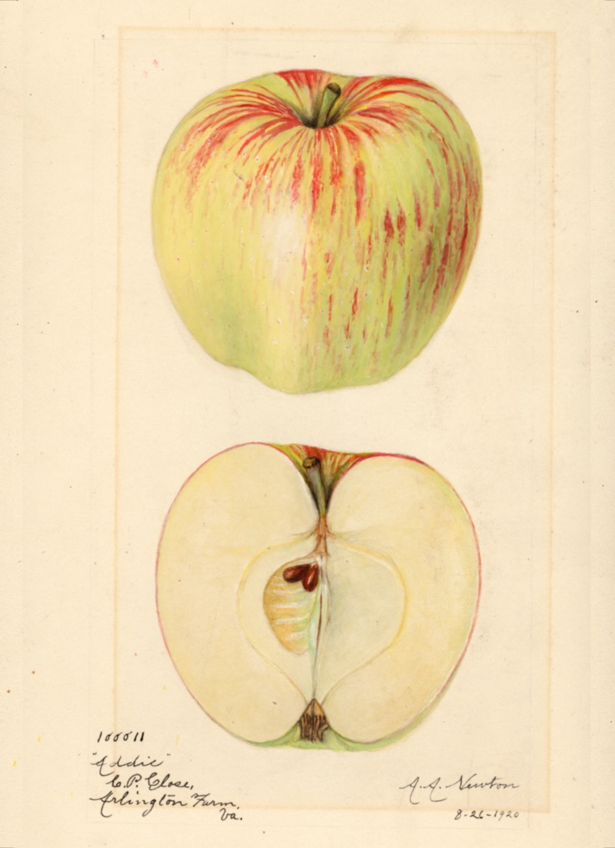 Historische Abbildung eines grünlich-gelben Apfels mit kurzen roten Streifen und eines aufgeschnittenen Apfels; USDA