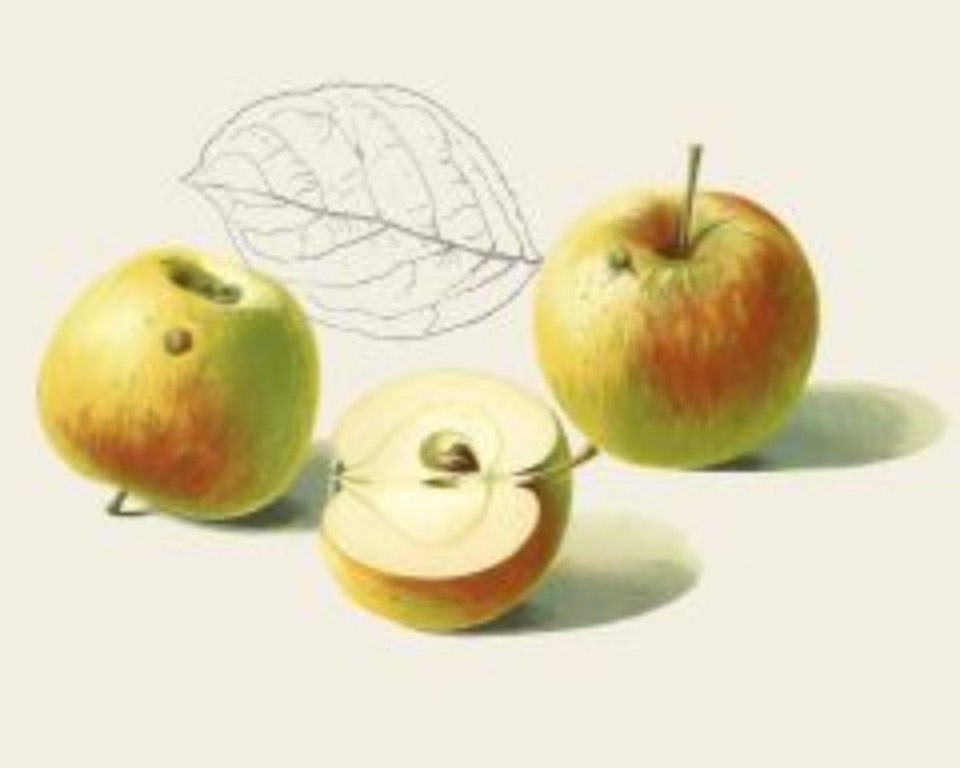 Historische Abbildung von zwei grün-gelblich-rötlichen und eines aufgeschnittenen Apfels sowie eines Blattes; BUND Lemgo