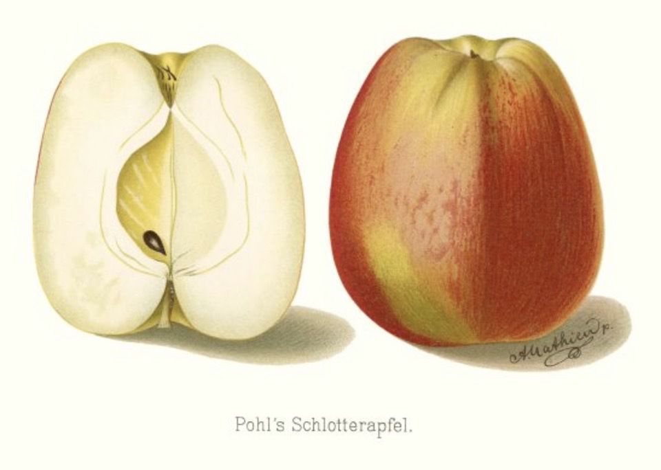Historische Abbildung eines grünlich-roten und eines aufgeschnittenen Apfels; BUND Lemgo Obstsortendatenbank