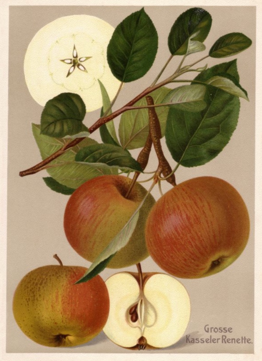 Historische Abbildung von drei rot-grünlichen Äpfeln an einem Zweig mit Blättern und eines aufgeschnittenen Apfels; BUND Lemgo
