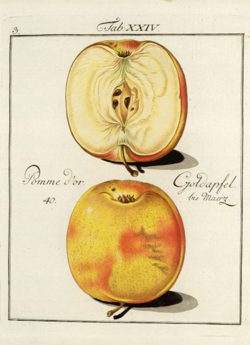 Historische Abbildung eines aufgeschnittenen und einen gelb-rötlichen Apfels; BUND Lemgo