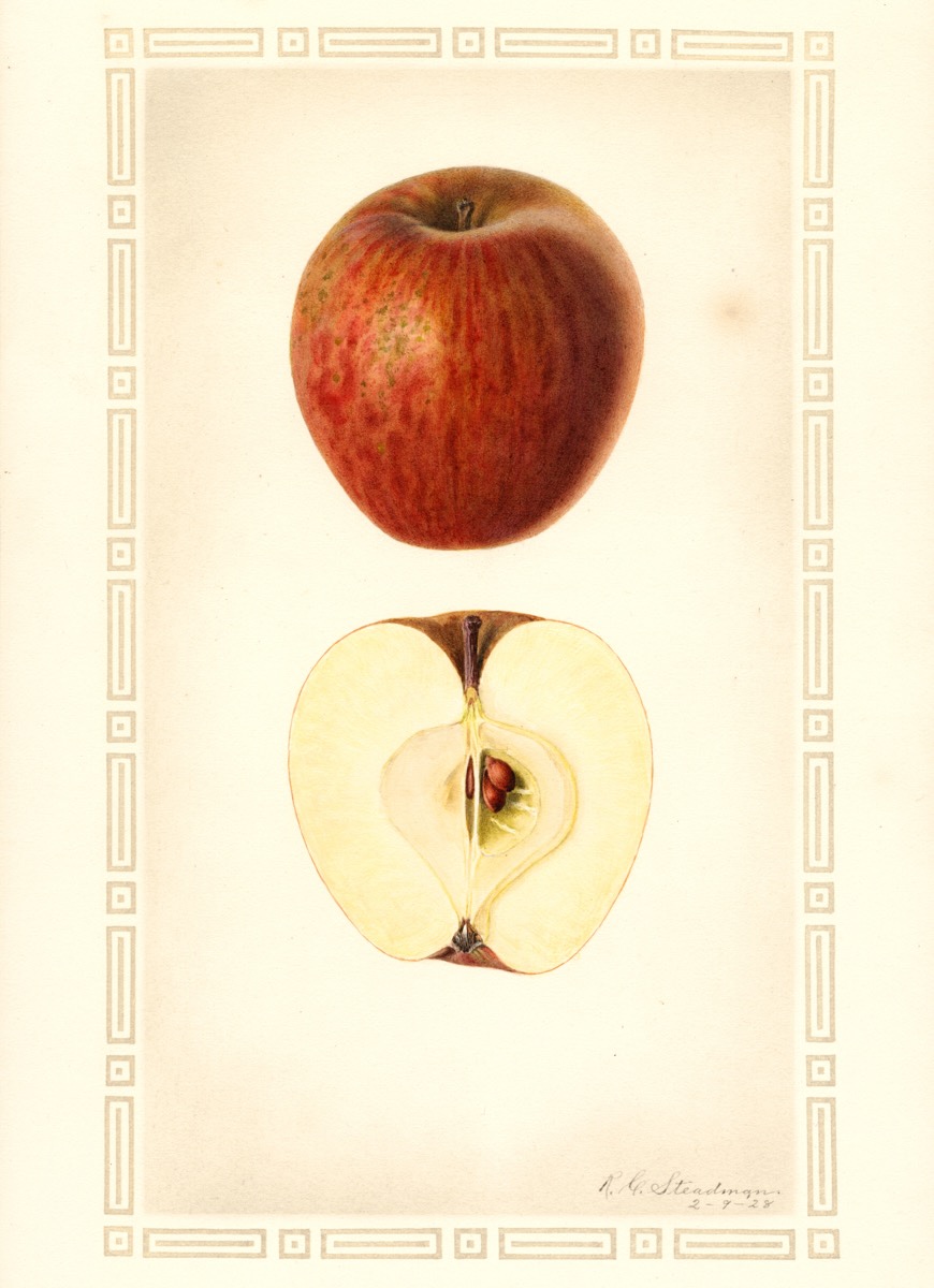 Historische Abbildung eines roten Apfels mit drunkelroten Streifen und eines aufgeschnittenen Apfels; USDA