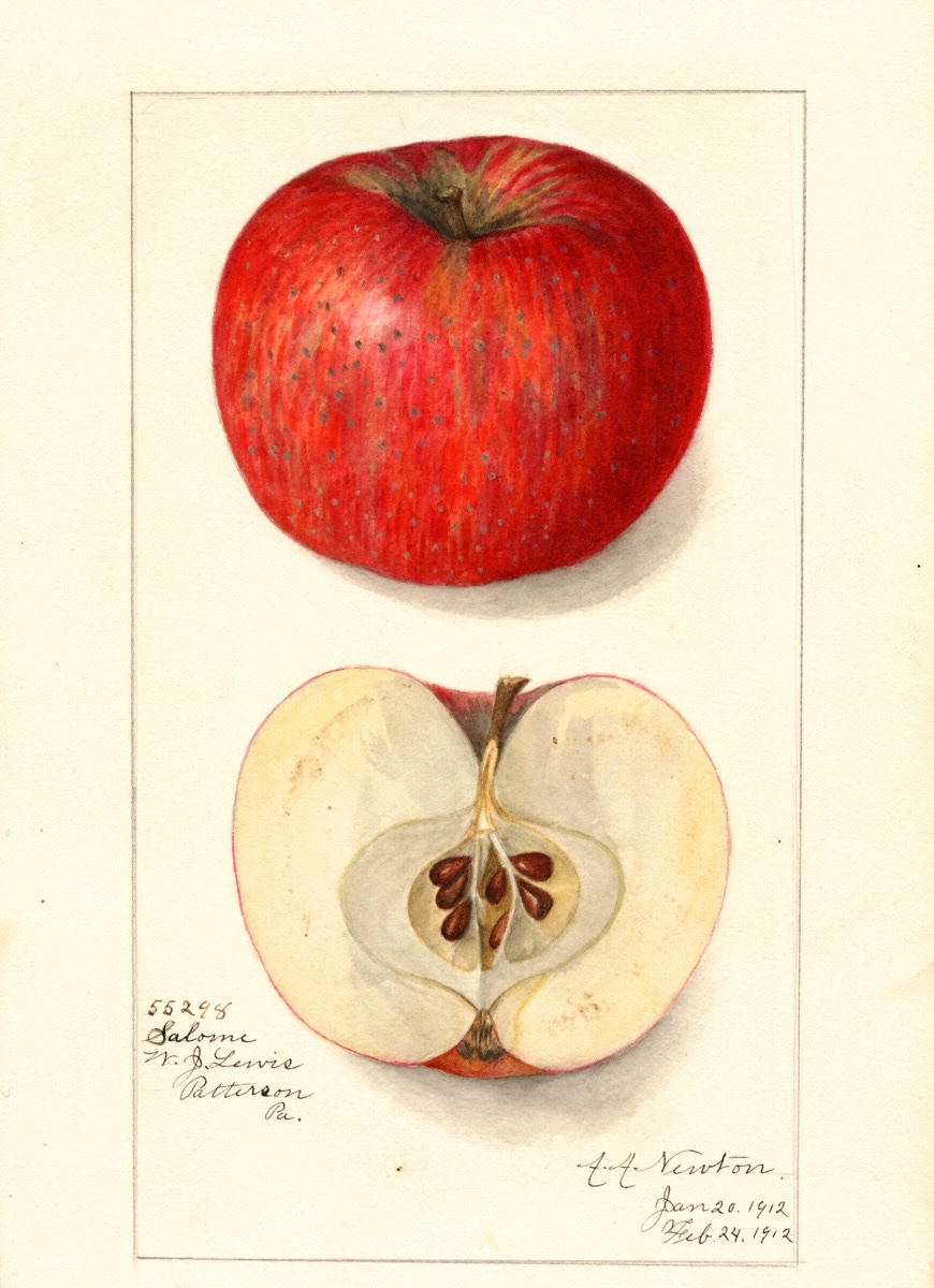 Historische Abbildung eines roten und eines aufgeschnittenen Apfels; USDA